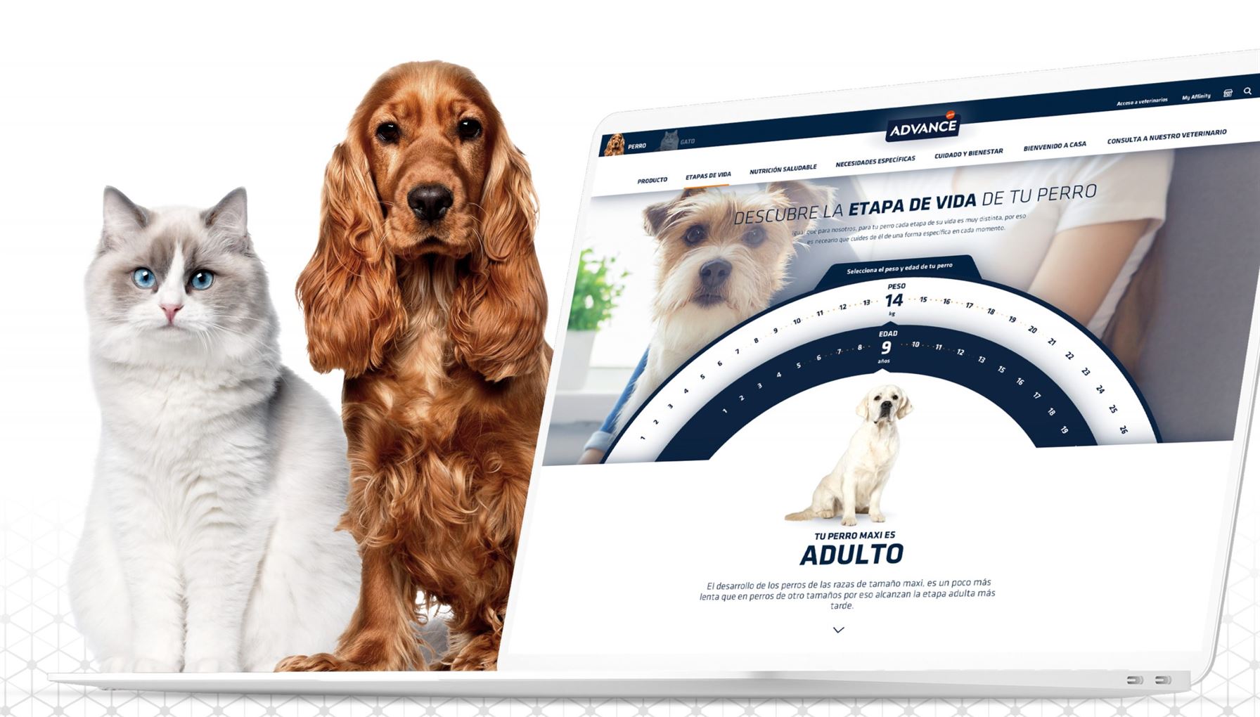 advanceweb_1